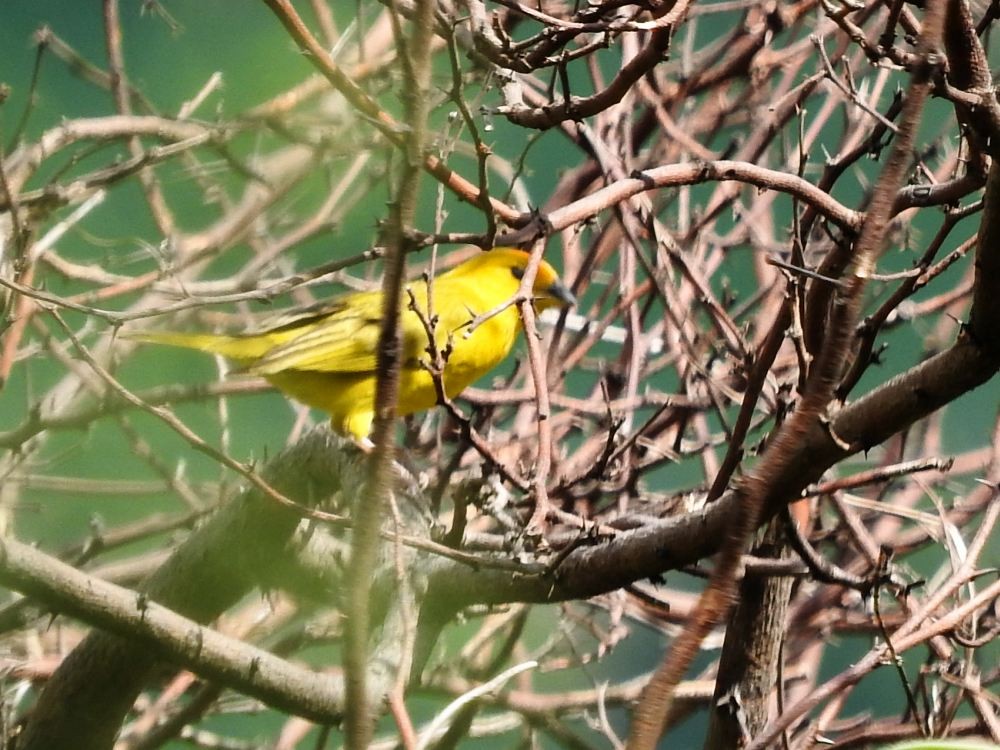 Saffron Finch - ML623949352