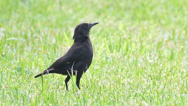 Northern Anteater-Chat - ML623949354