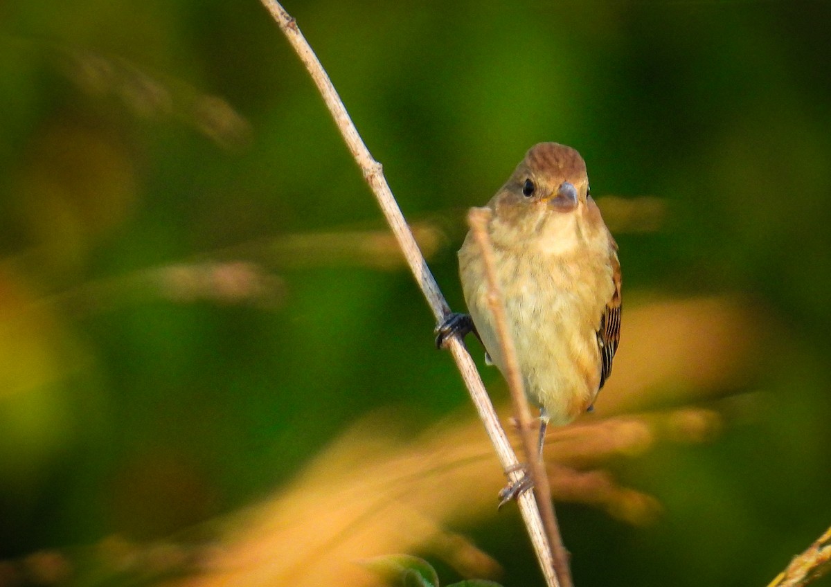 Indigo Bunting - ML623949370