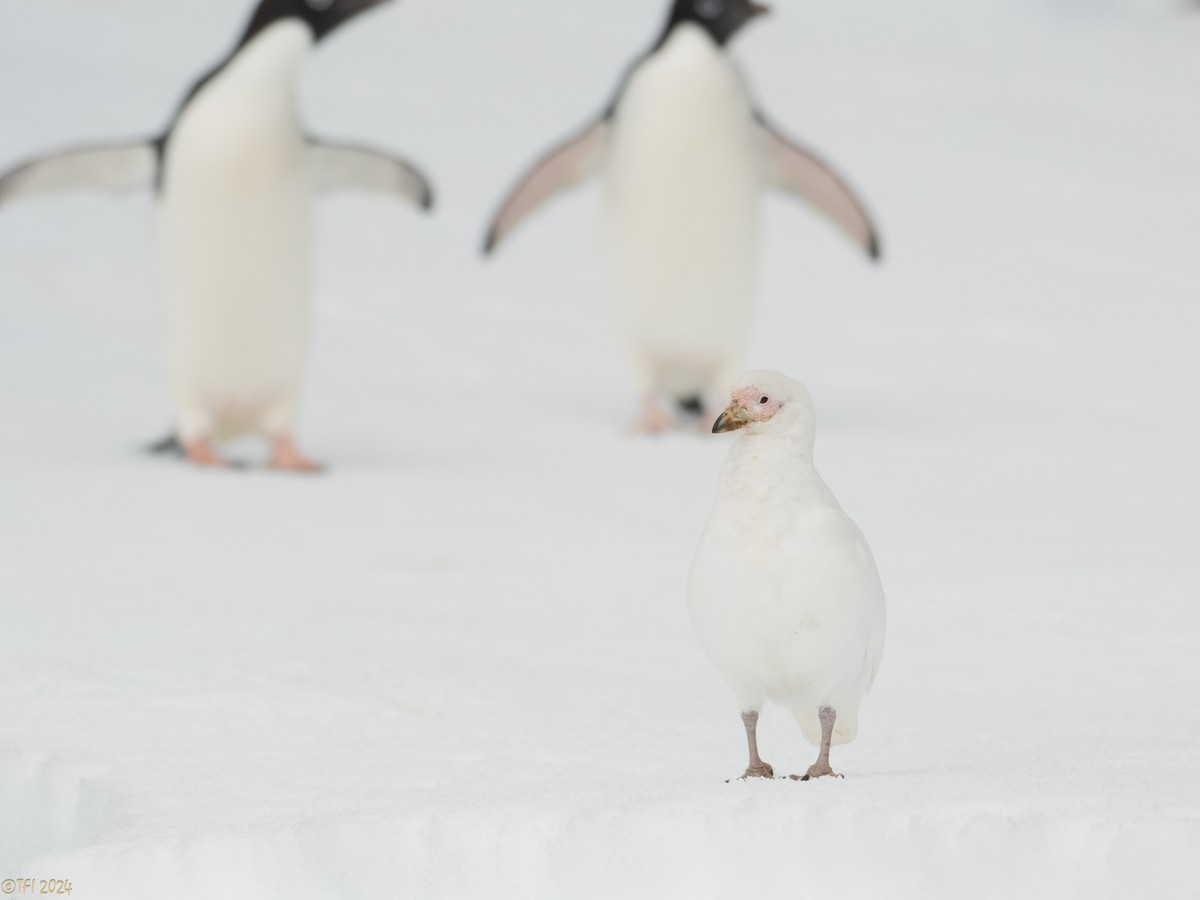 Snowy Sheathbill - ML623949384