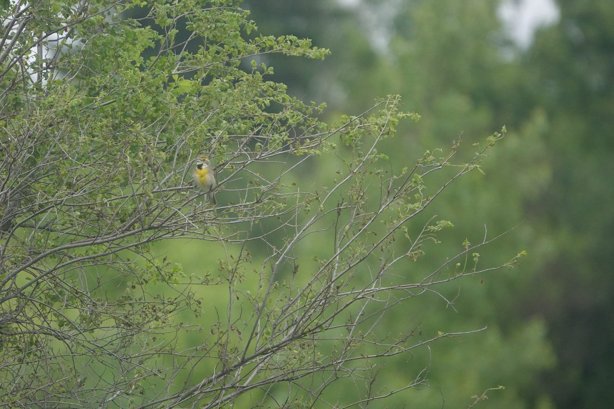 Dickcissel - ML623949388