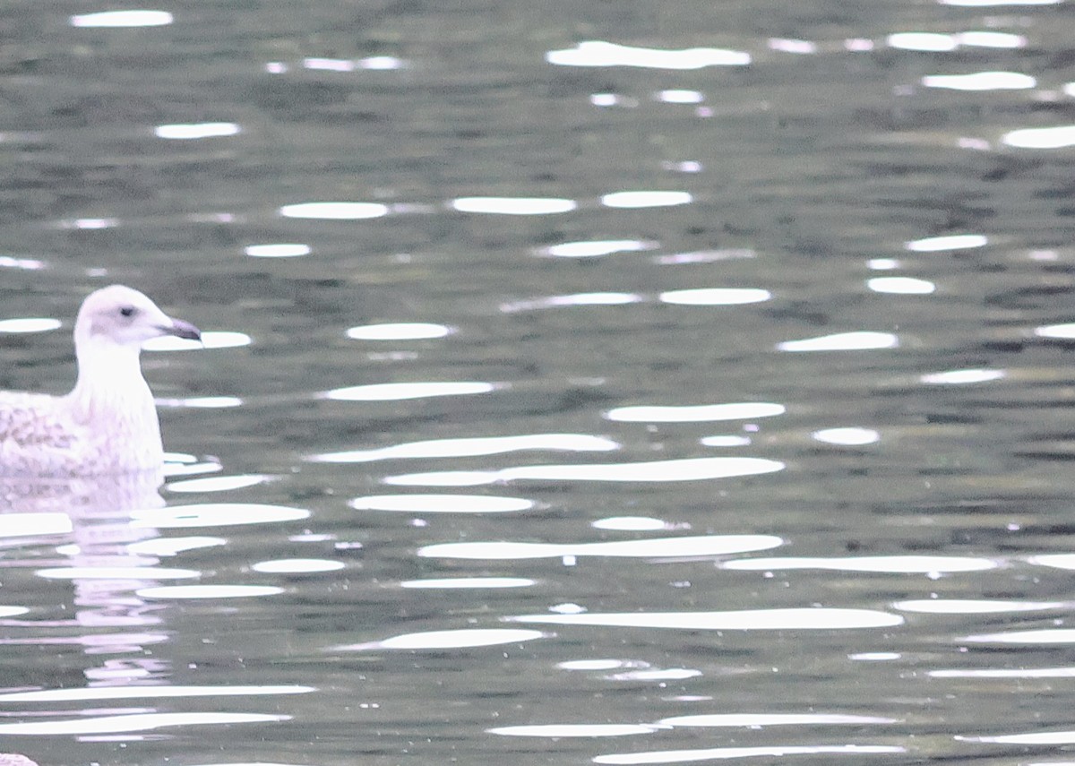 Mediterranean Gull - Jedediah Smith