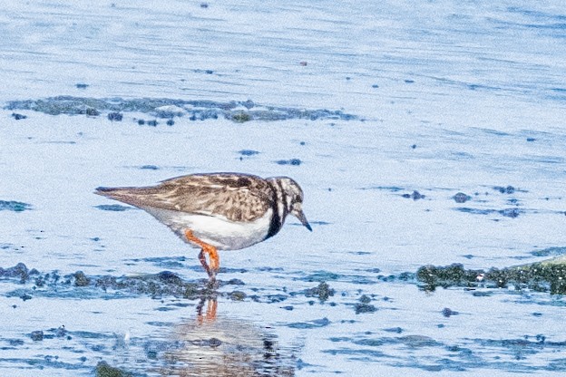 Ruddy Turnstone - ML623949418