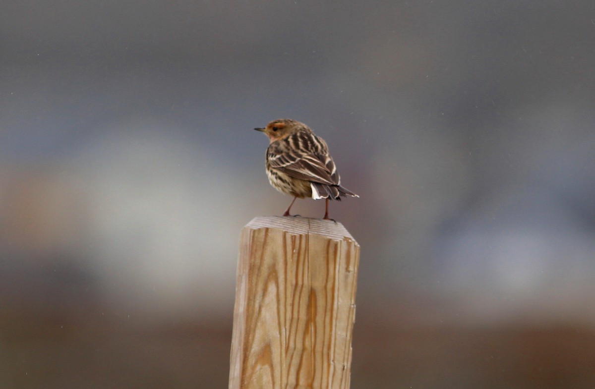 Red-throated Pipit - ML623949445