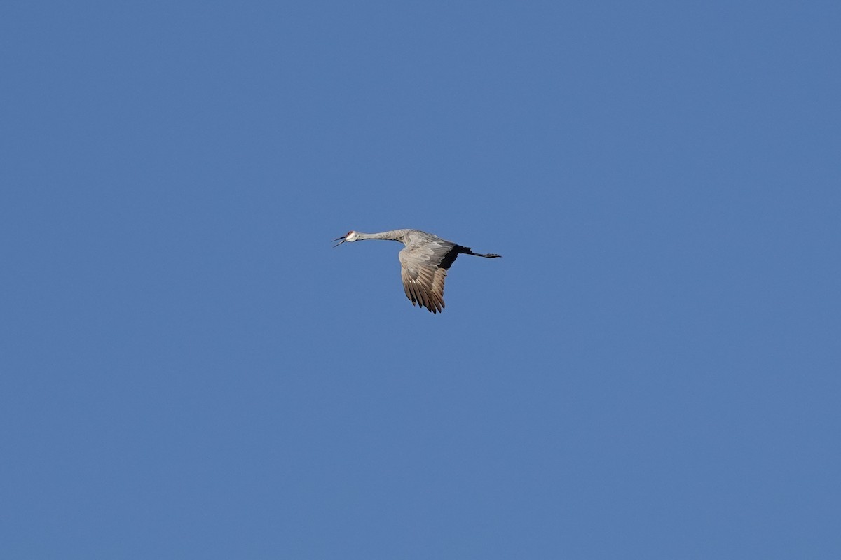 Sandhill Crane - ML623949452