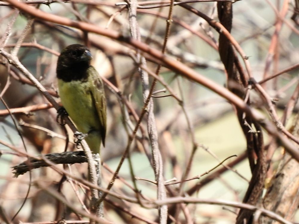 Yellow-bellied Seedeater - ML623949502