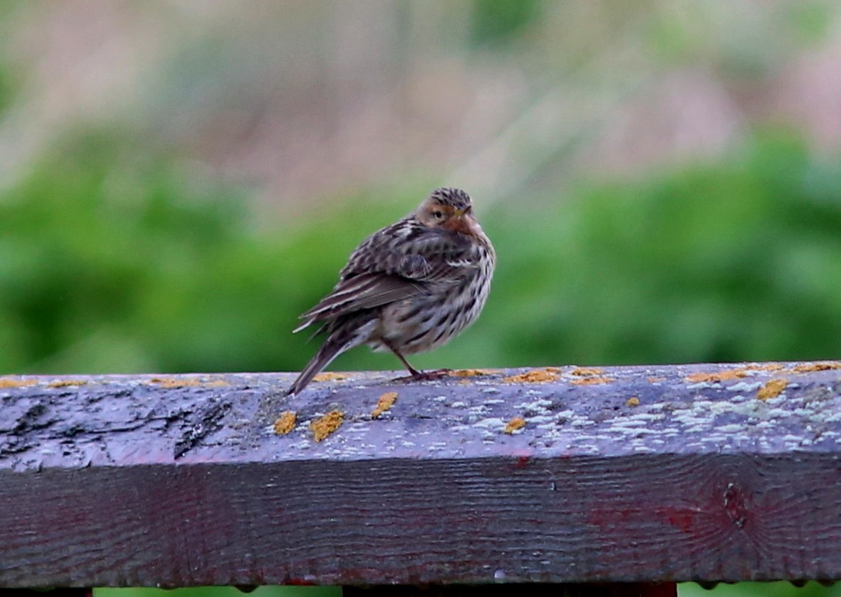 Red-throated Pipit - ML623949515