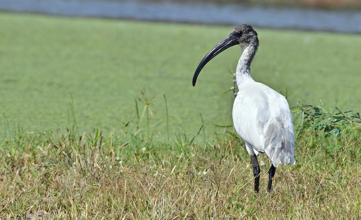 Black-headed Ibis - ML623949538