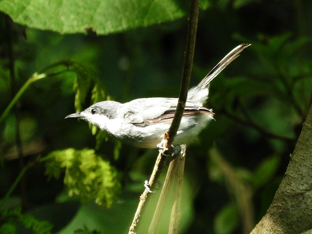 Tropical Gnatcatcher - ML623949539