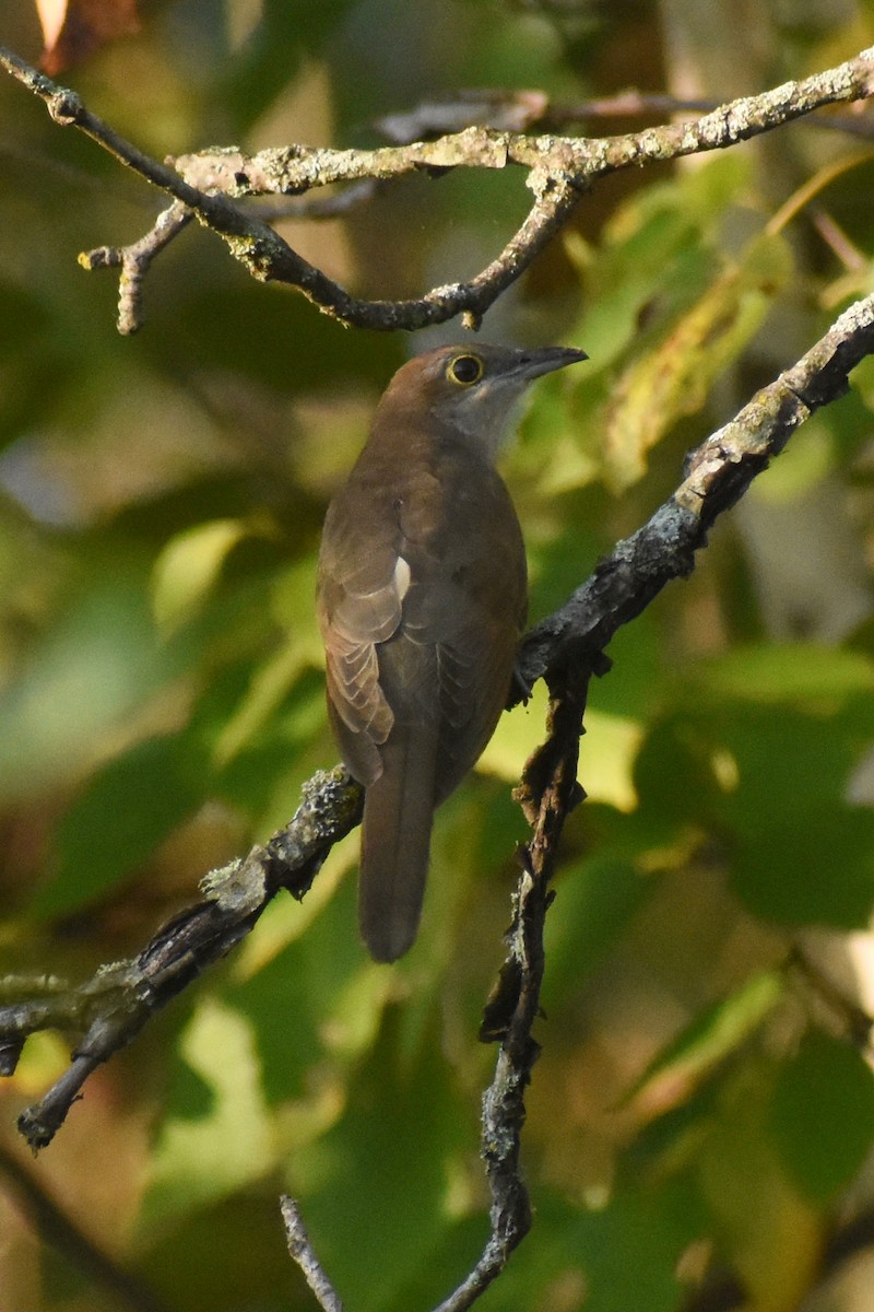 Black-billed Cuckoo - ML623949549