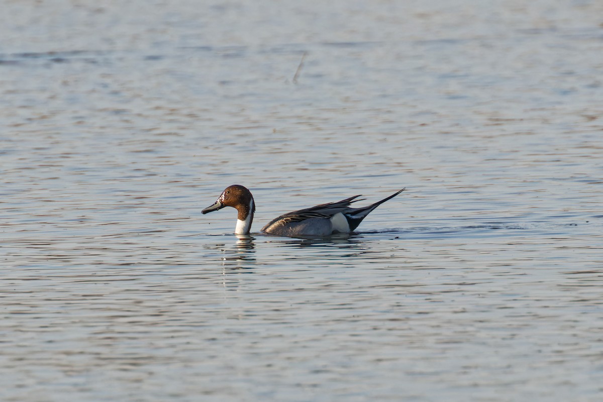 Northern Pintail - ML623949585