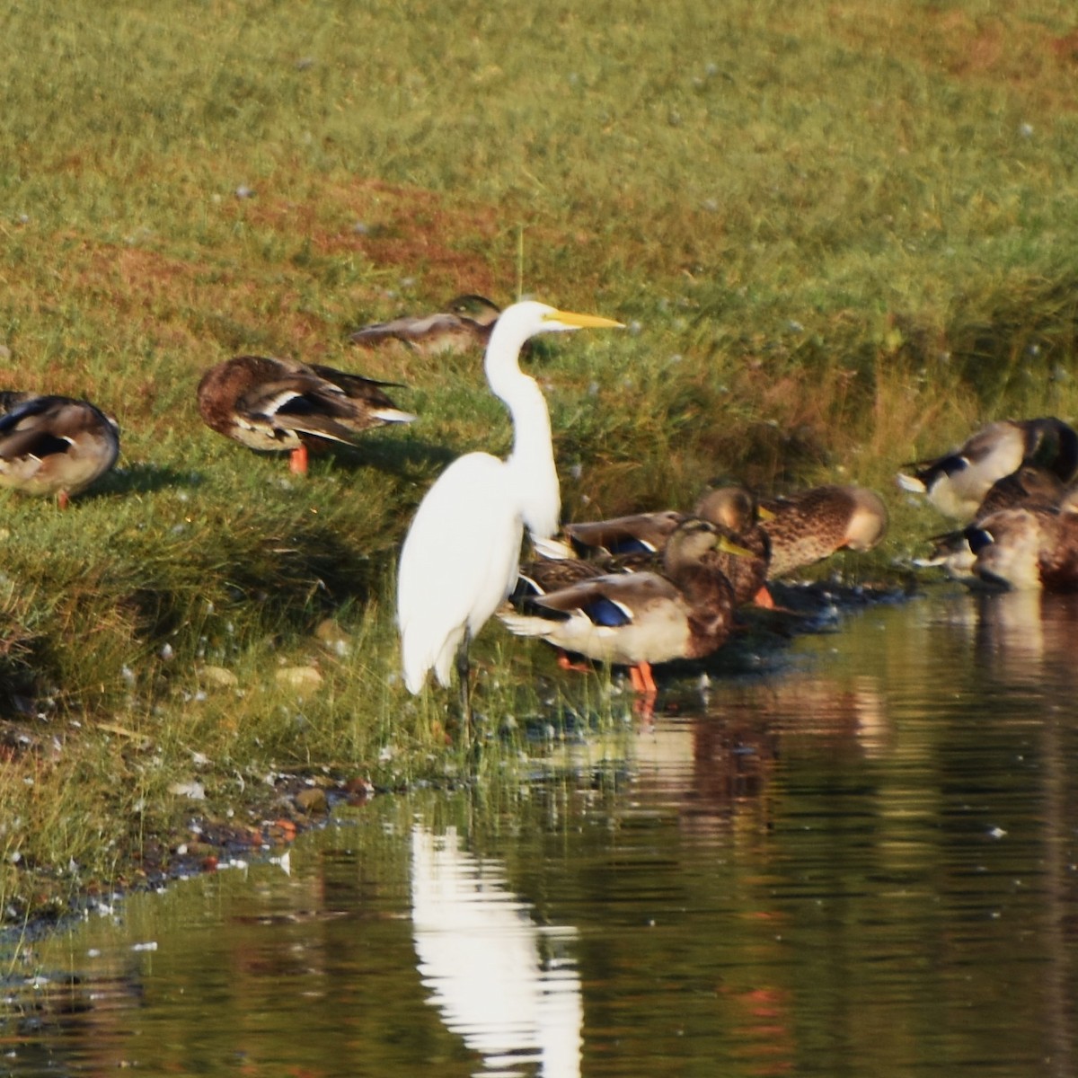 Great Egret - ML623949616