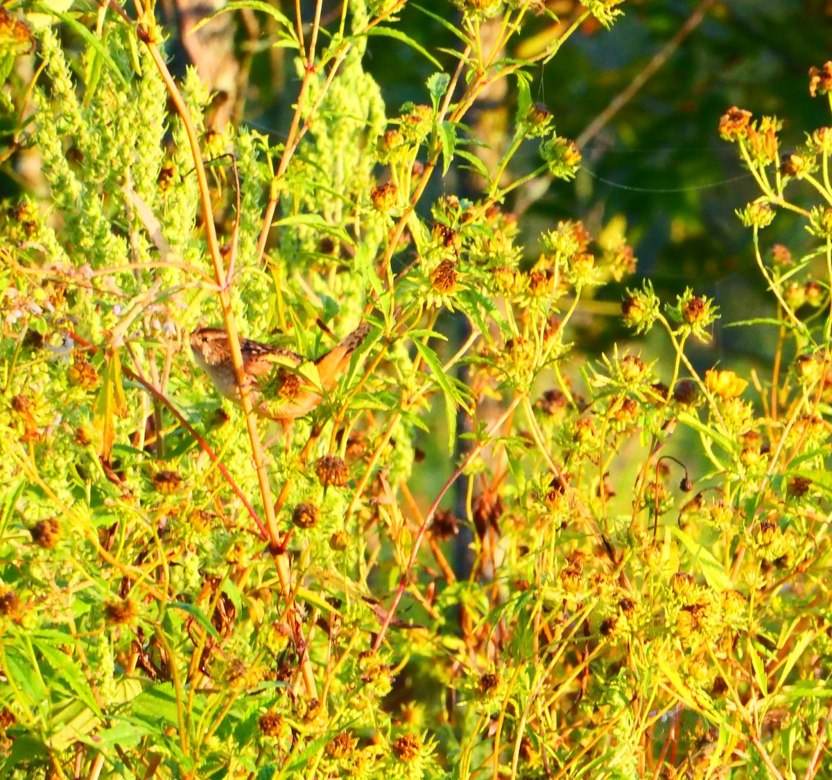 Sedge Wren - ML623949638