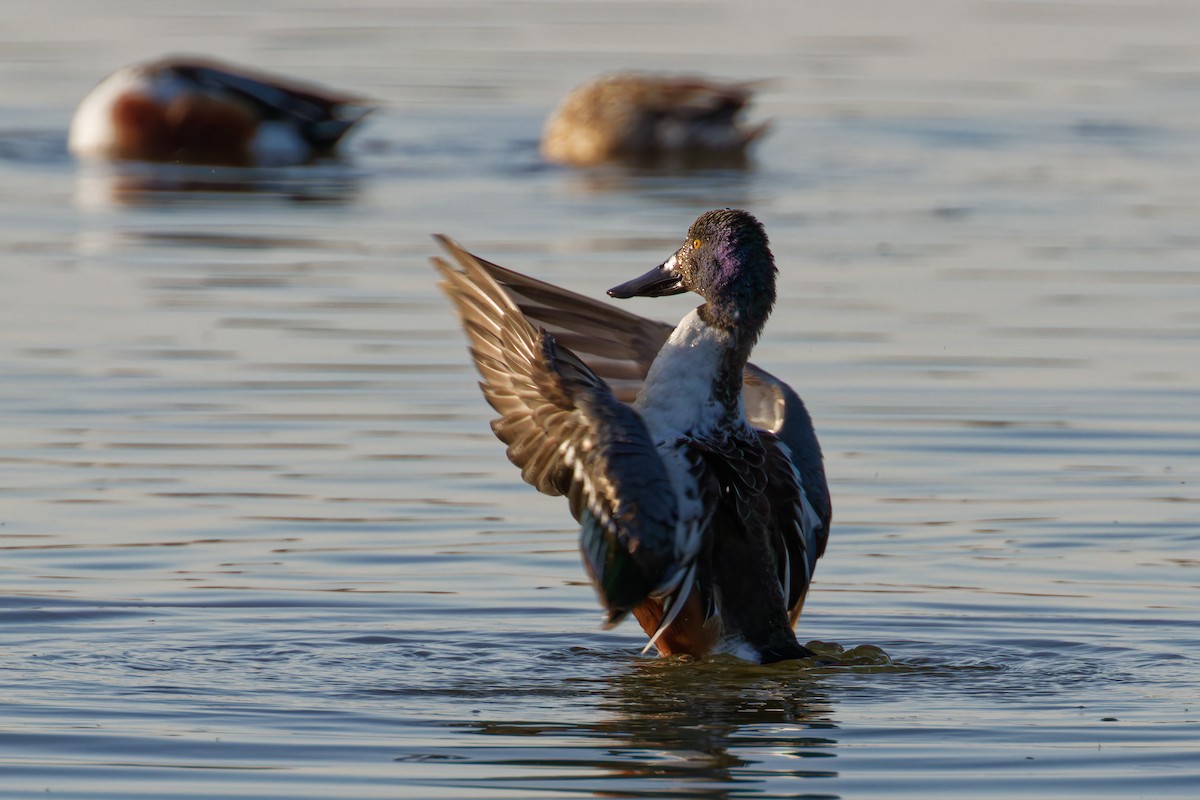 Northern Shoveler - ML623949639