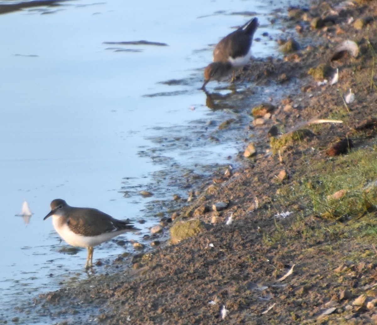 Spotted Sandpiper - Brad Jackson