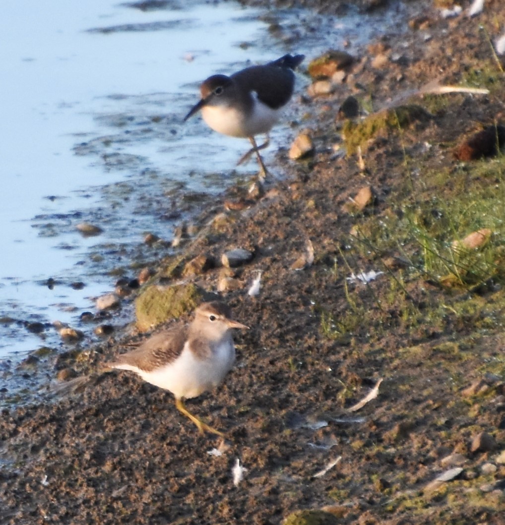 Spotted Sandpiper - ML623949658