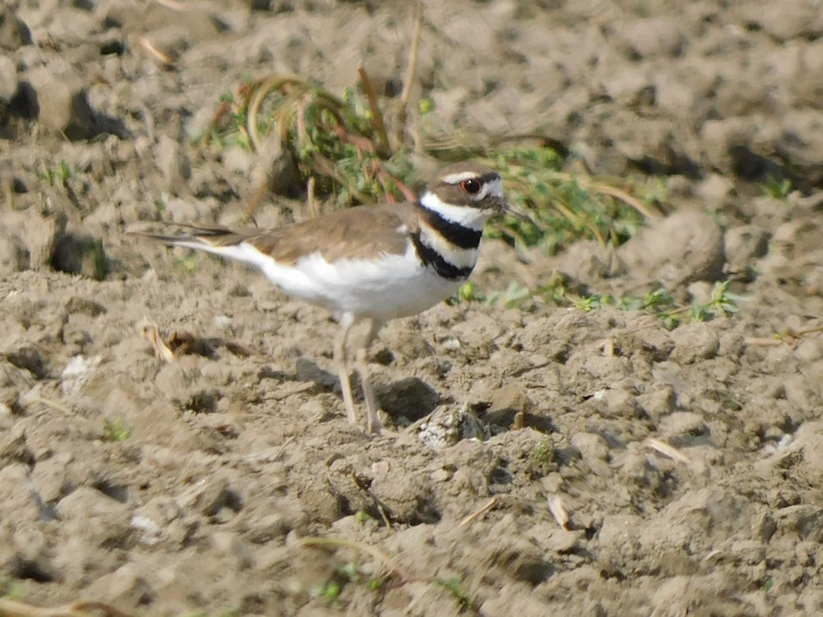 Killdeer - ML623949664