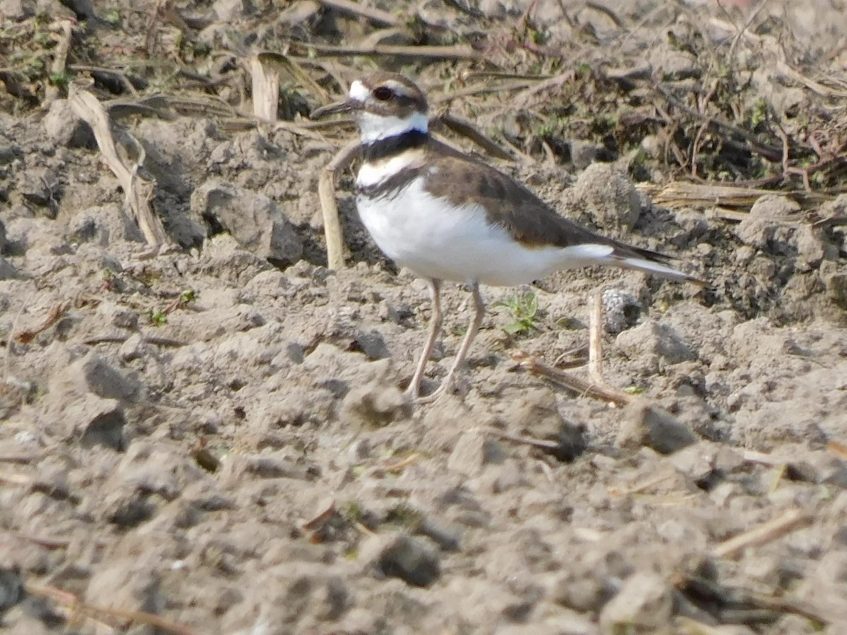 Killdeer - ML623949665