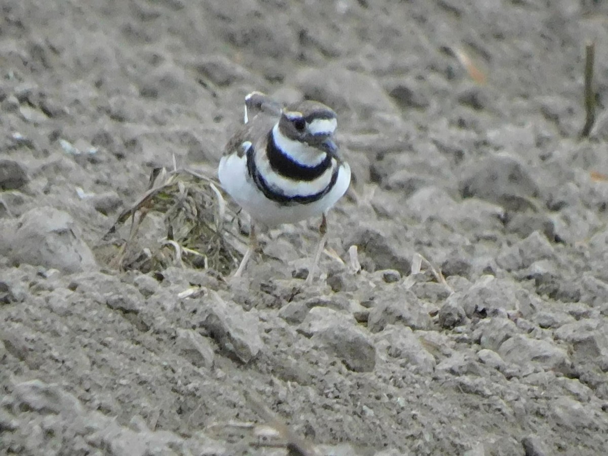 Killdeer - ML623949666