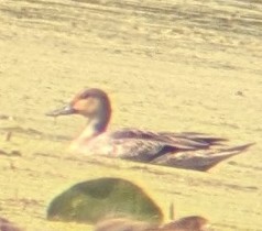 Northern Pintail - ML623949673