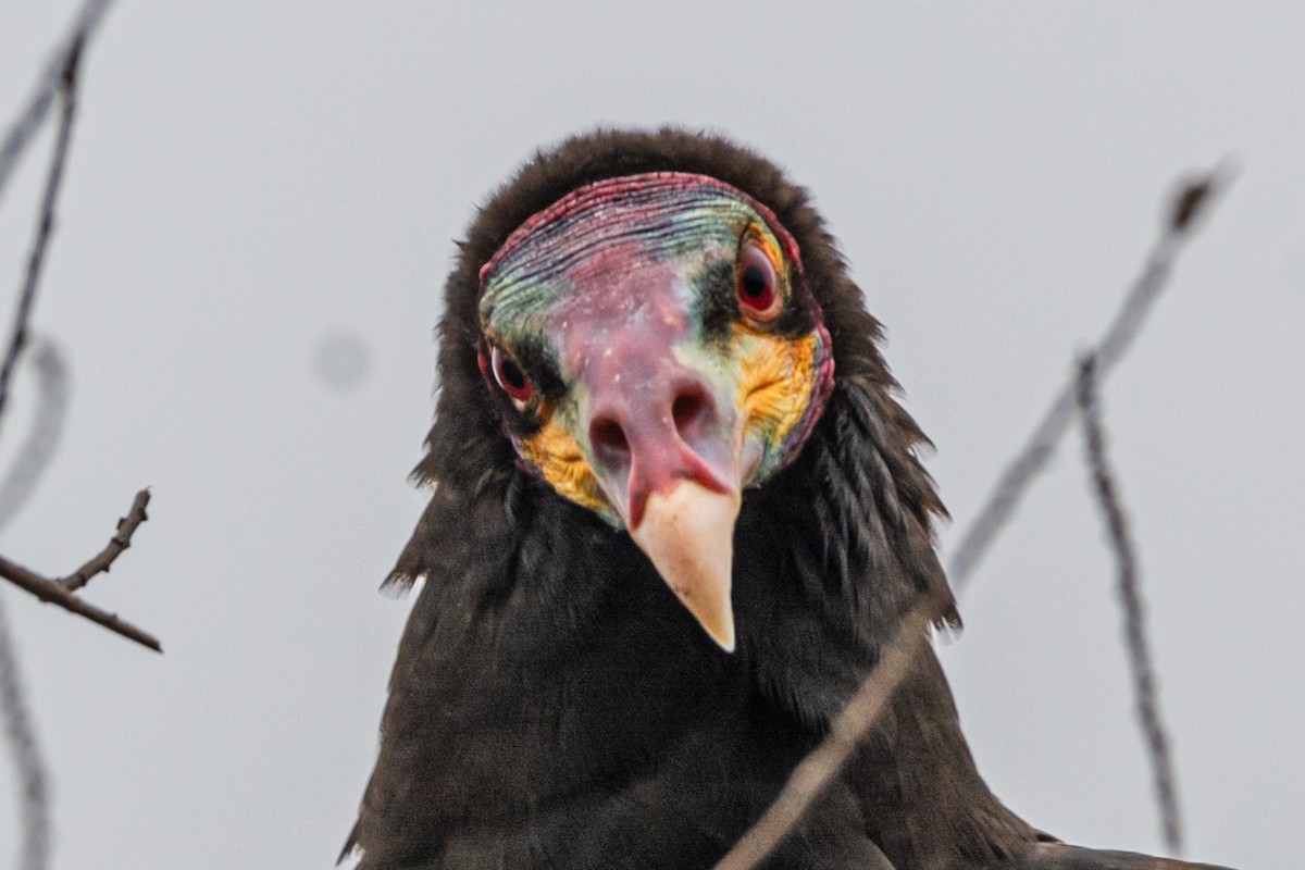 Lesser Yellow-headed Vulture - ML623949678