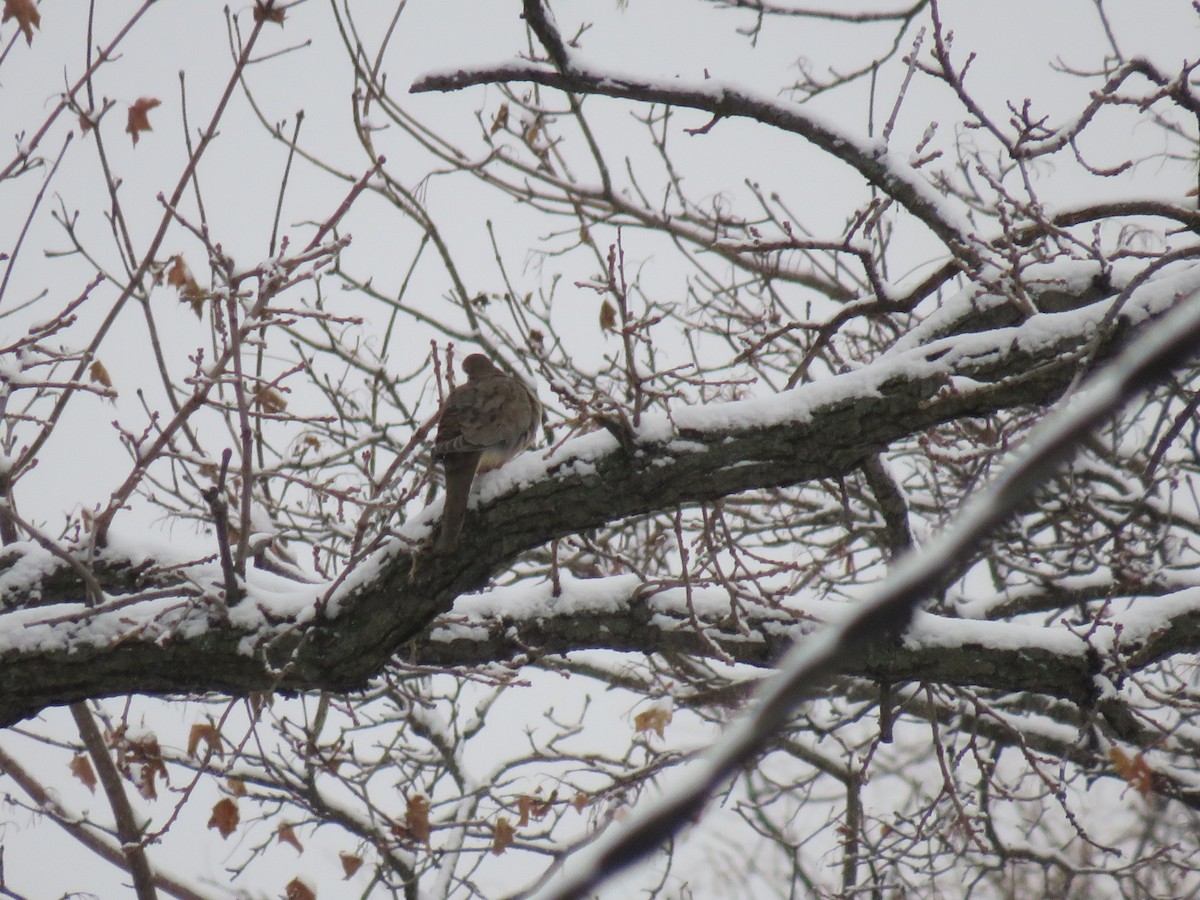 Mourning Dove - Parker S