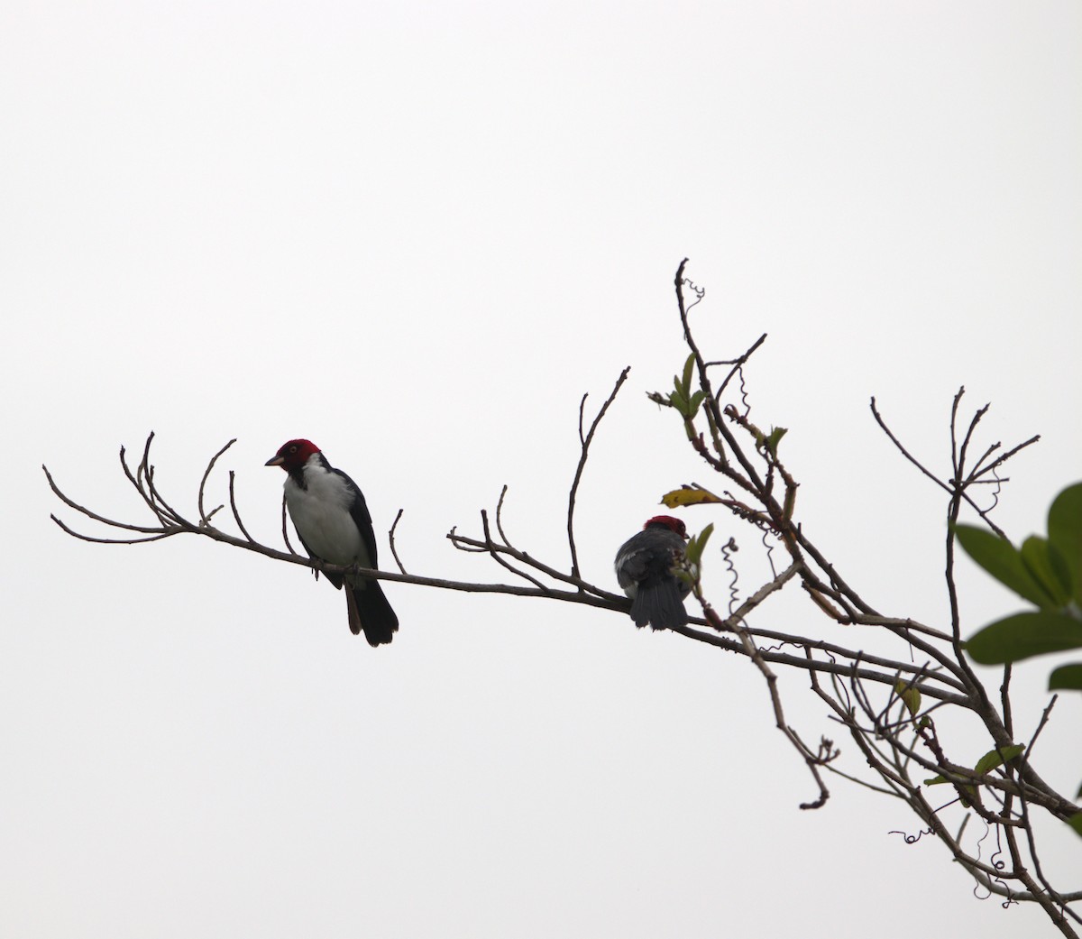 Red-capped Cardinal - ML623949740