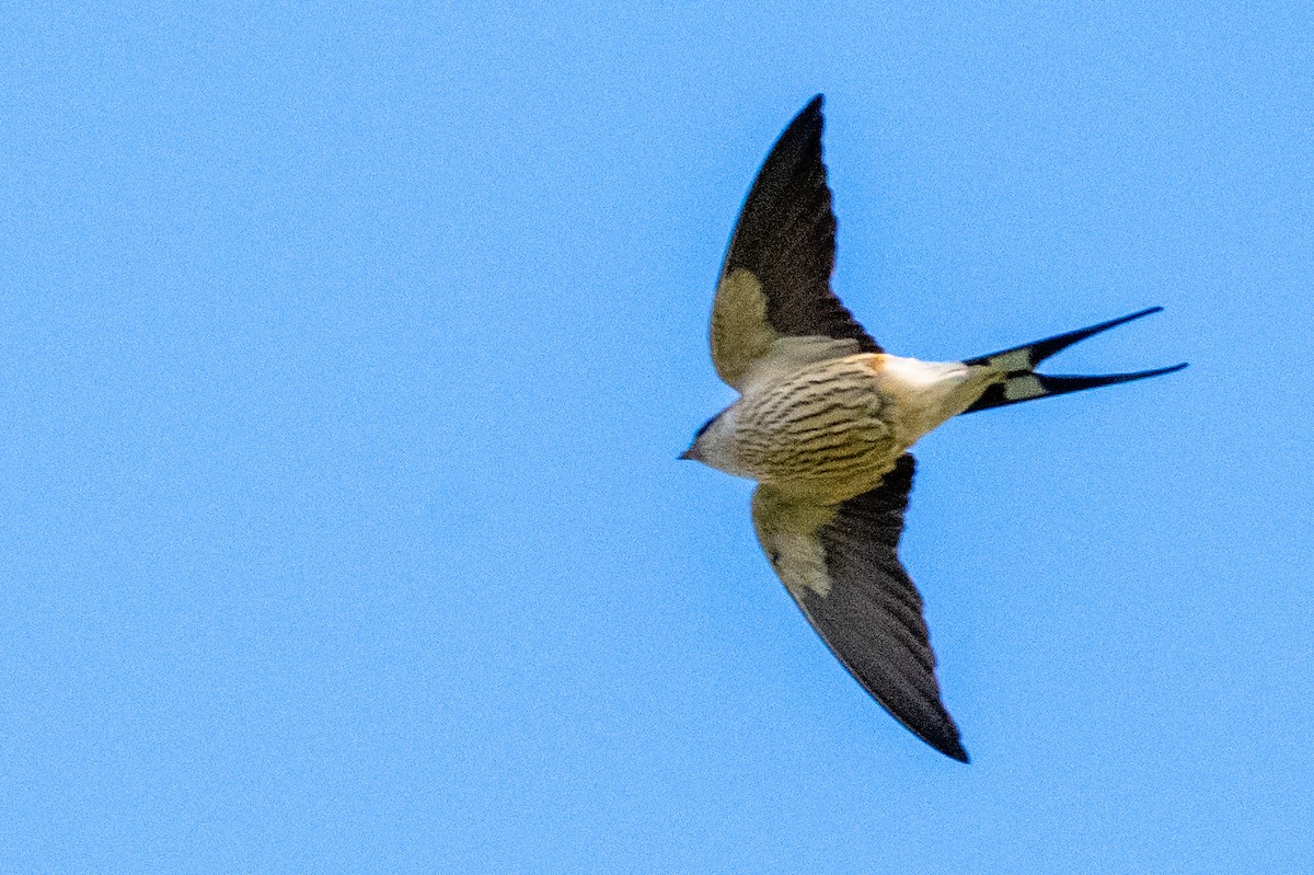 Greater Striped Swallow - ML623949741