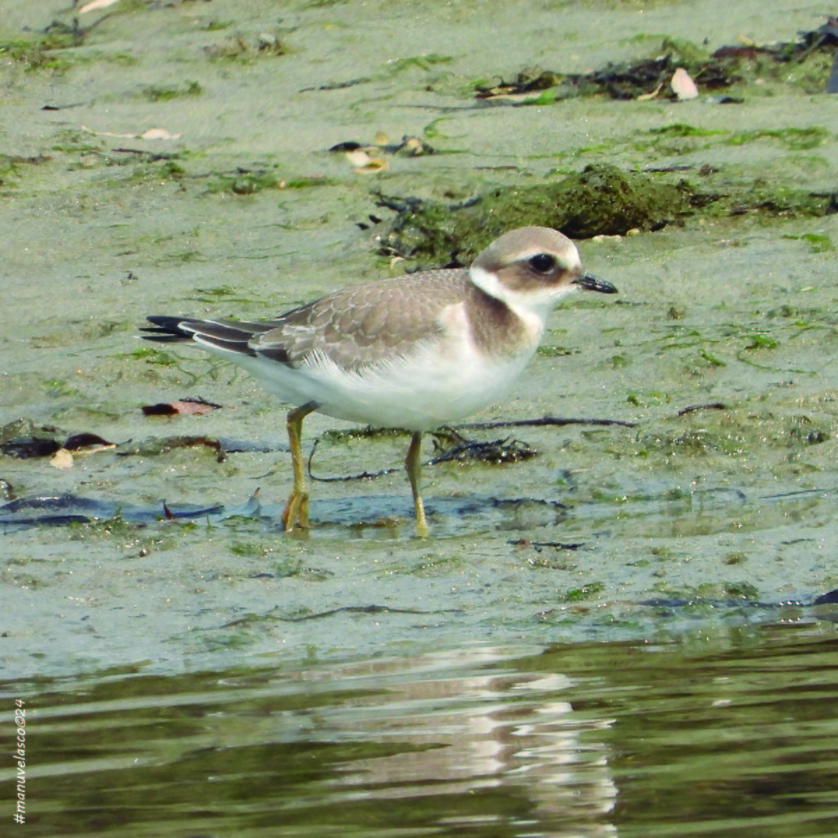 Common Ringed Plover - ML623949745