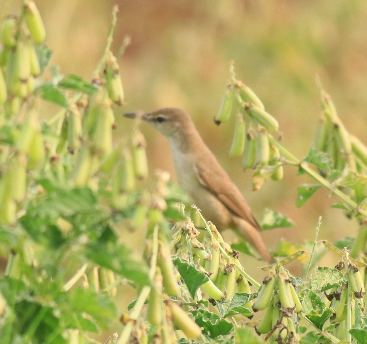 Clamorous Reed Warbler - Afsar Nayakkan