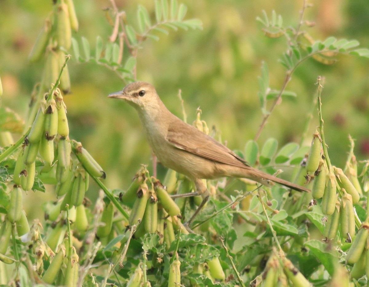 Clamorous Reed Warbler - Afsar Nayakkan