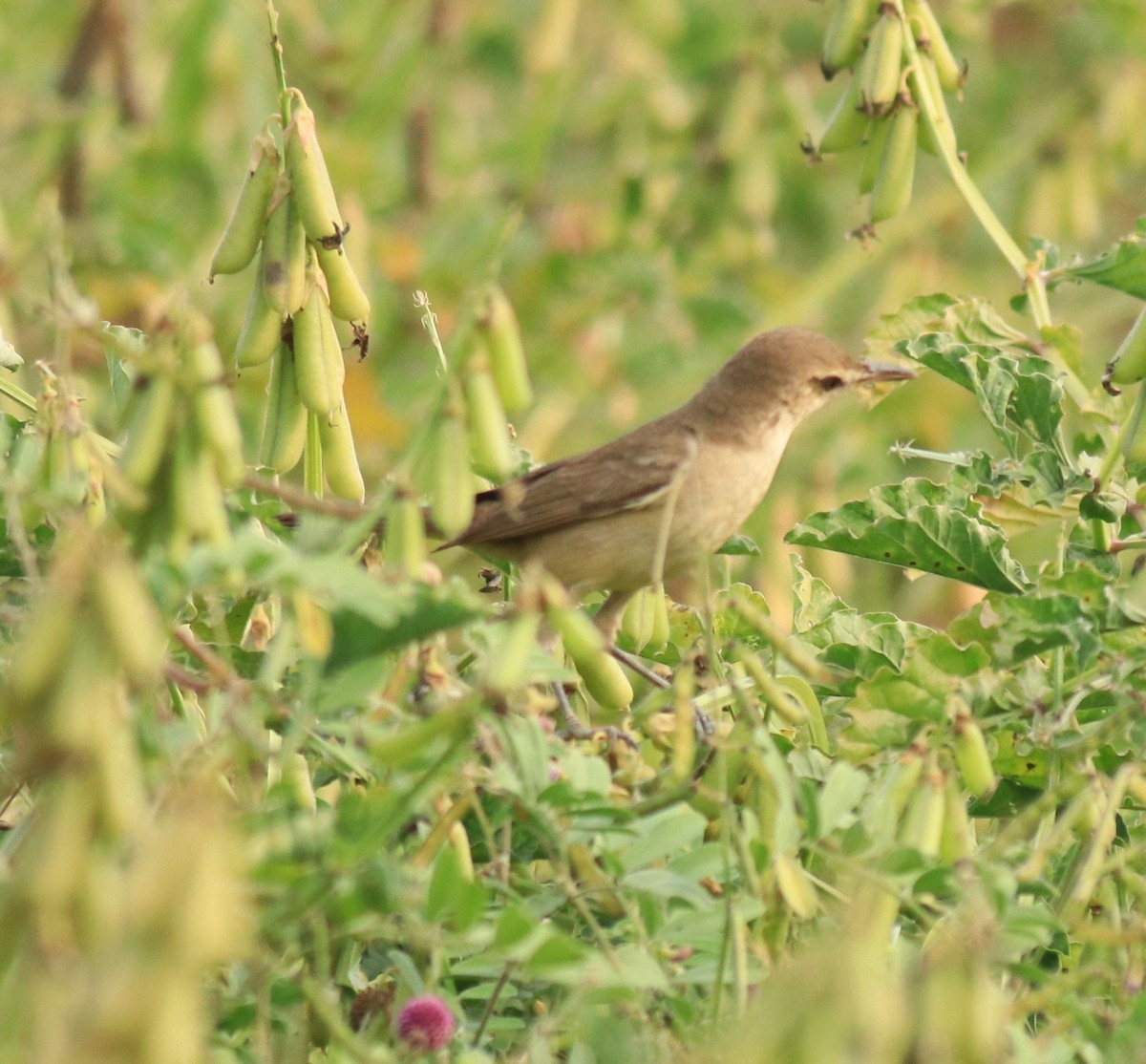 Clamorous Reed Warbler - Afsar Nayakkan