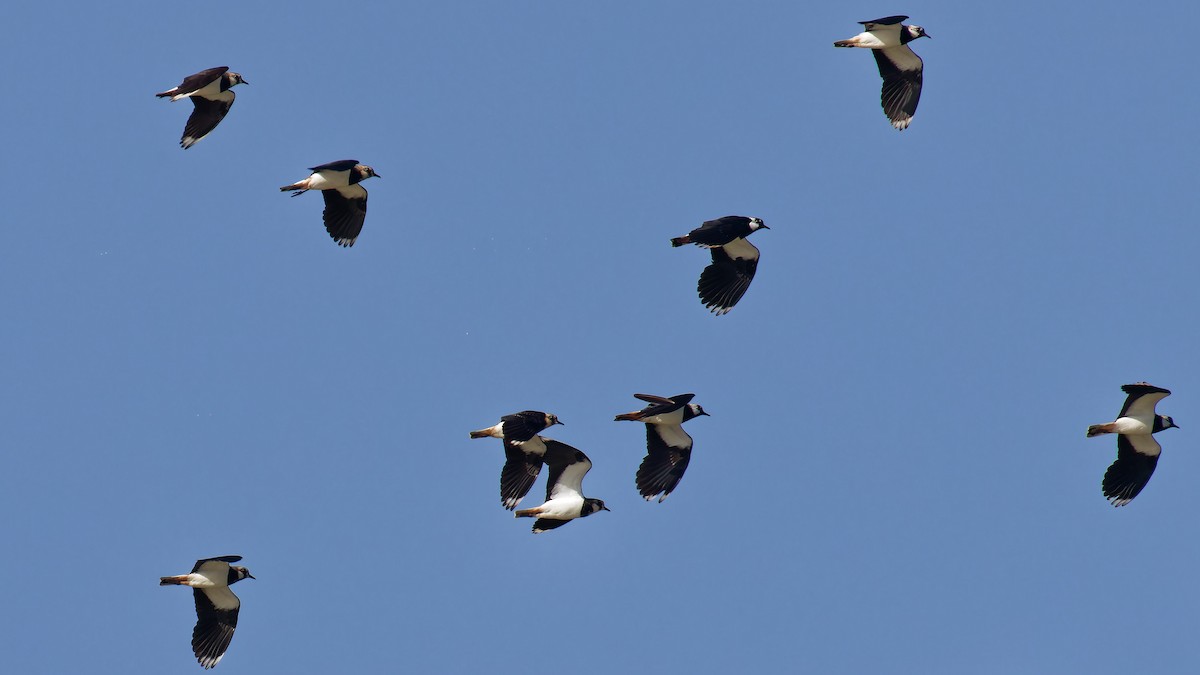 Northern Lapwing - ML623949779