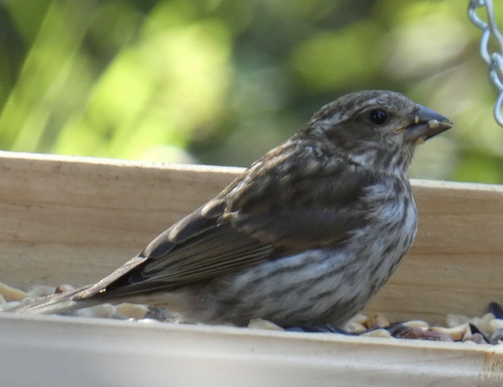 Purple Finch - ML623949788