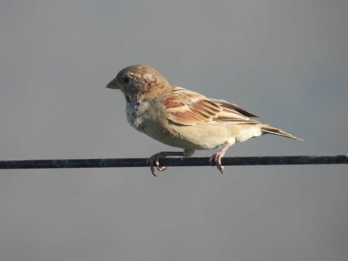 House Sparrow - ML623949808