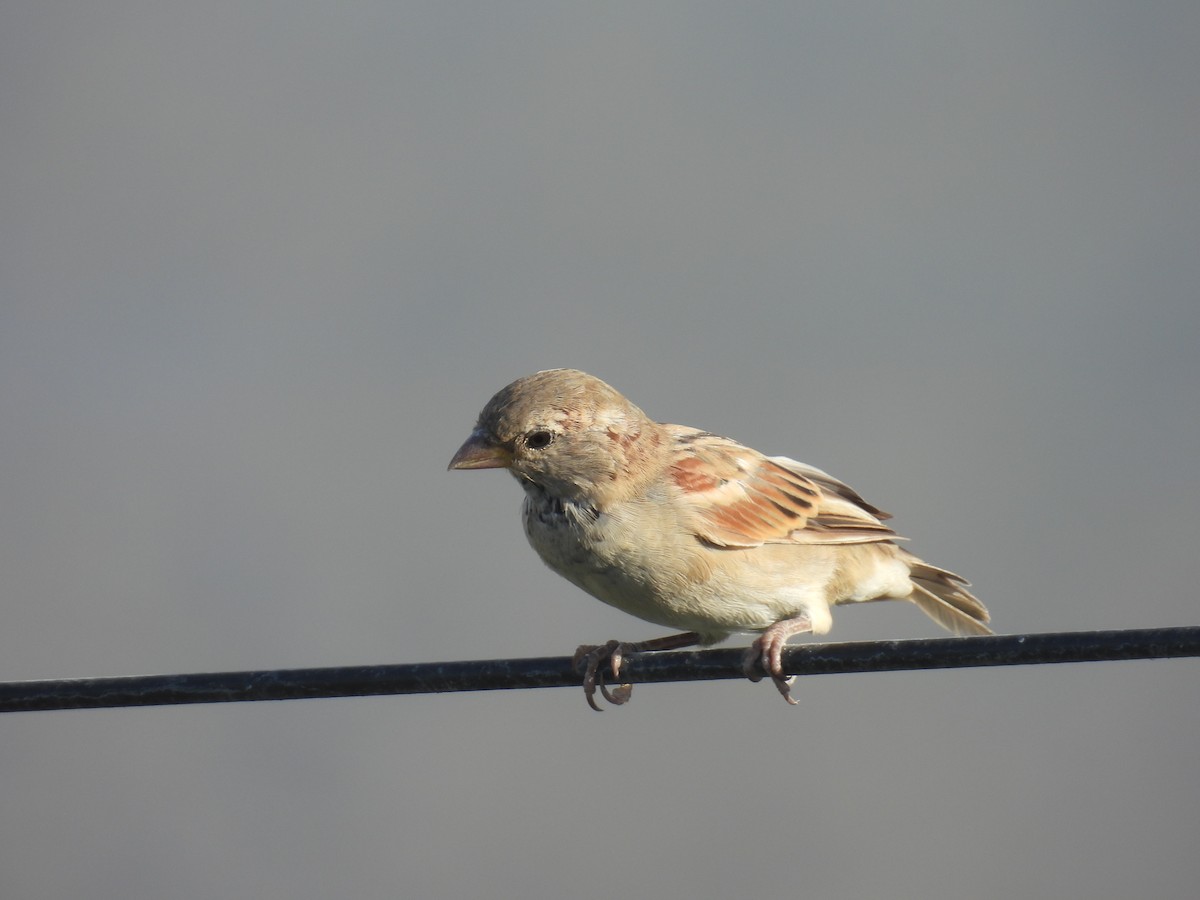 House Sparrow - ML623949809