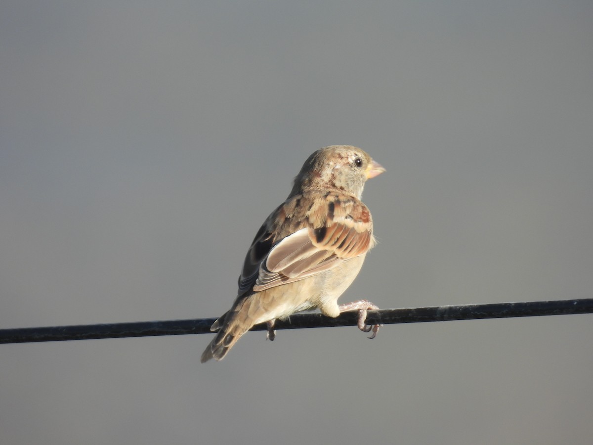 House Sparrow - ML623949810