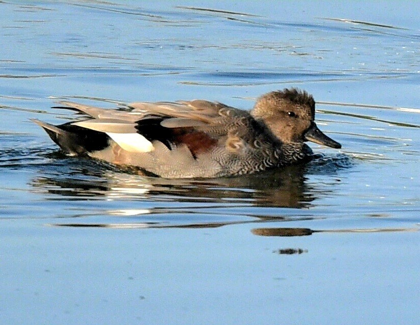 Gadwall - ML623949813