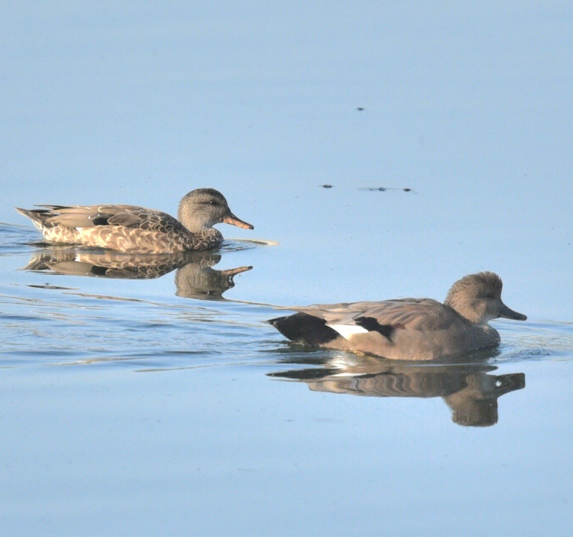 Gadwall - ML623949814