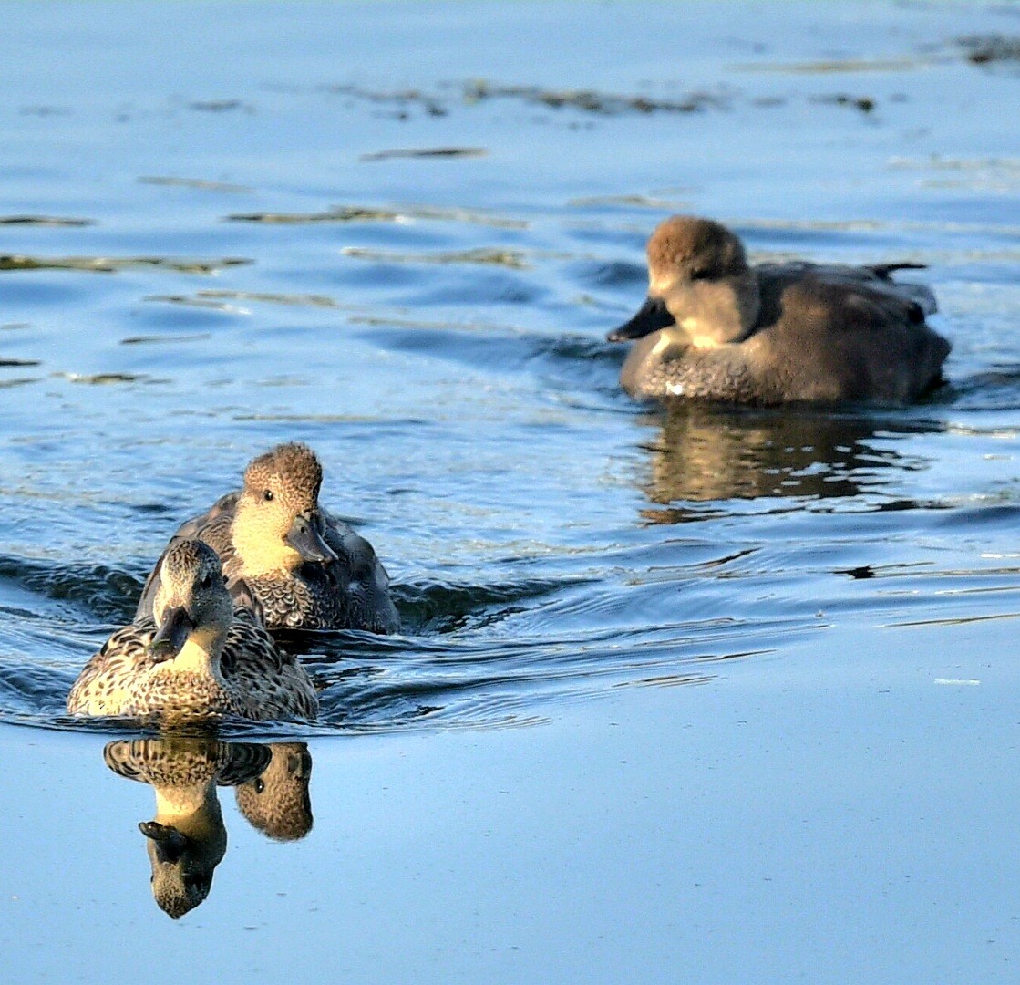 Gadwall - ML623949815