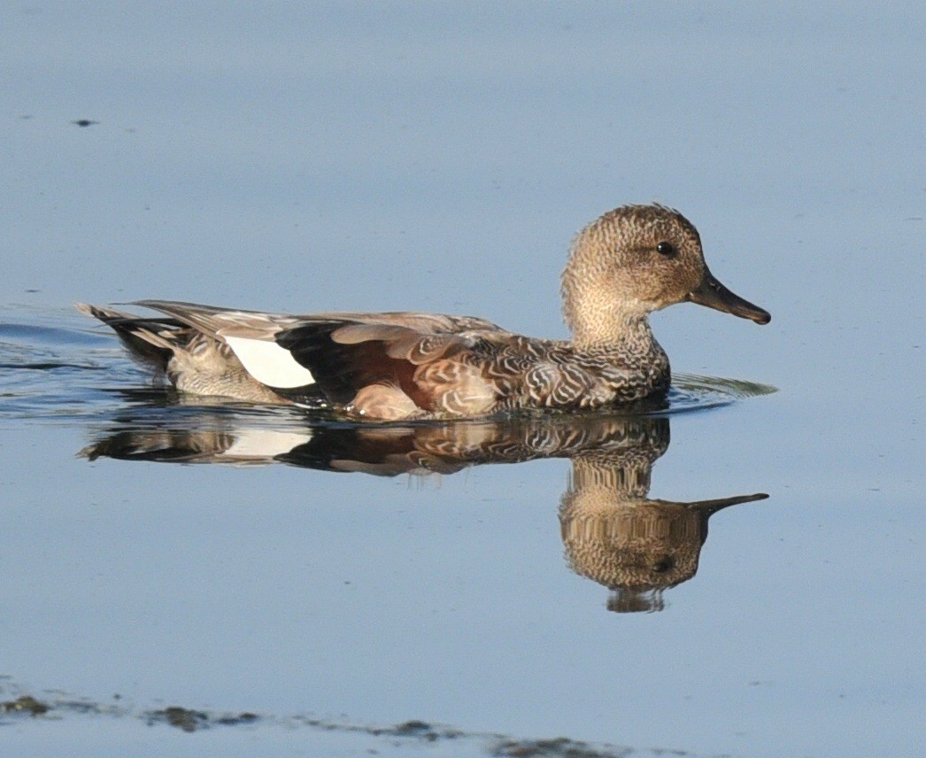 Gadwall - ML623949816