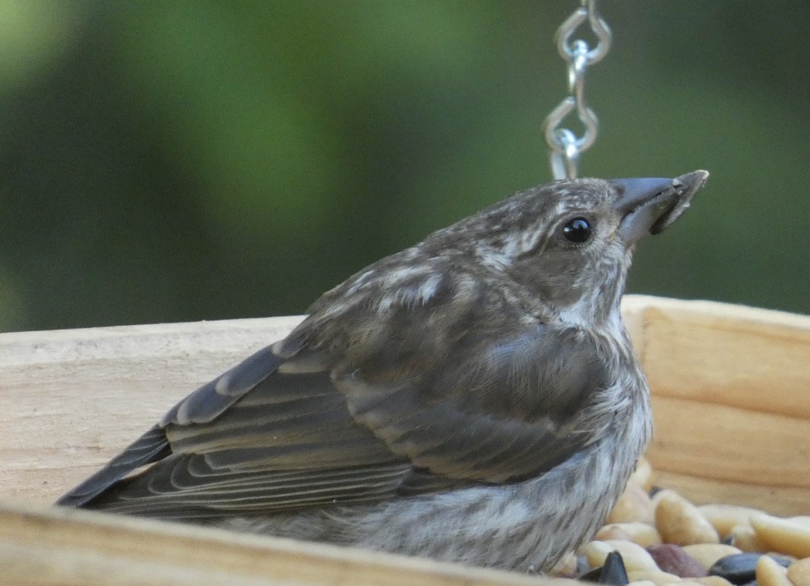 Purple Finch - ML623949821