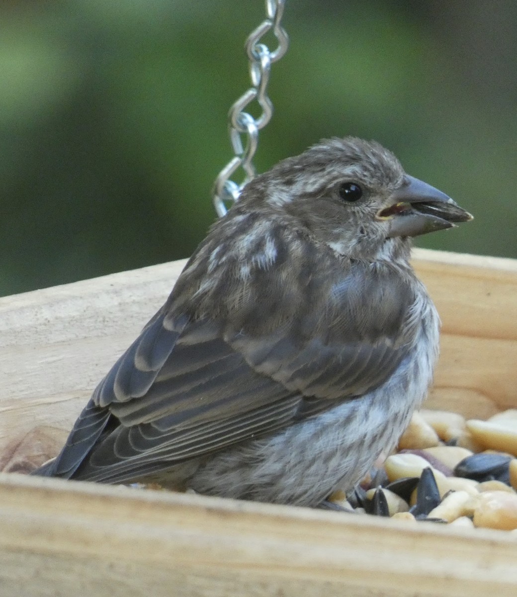 Purple Finch - ML623949822