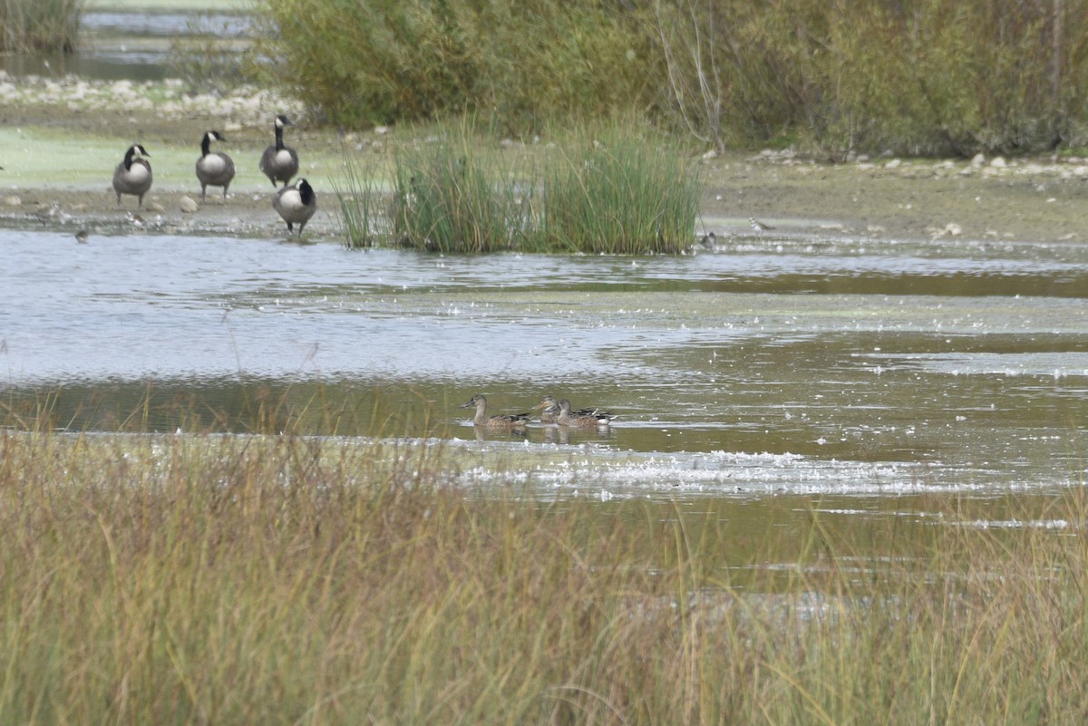 Northern Shoveler - ML623949825