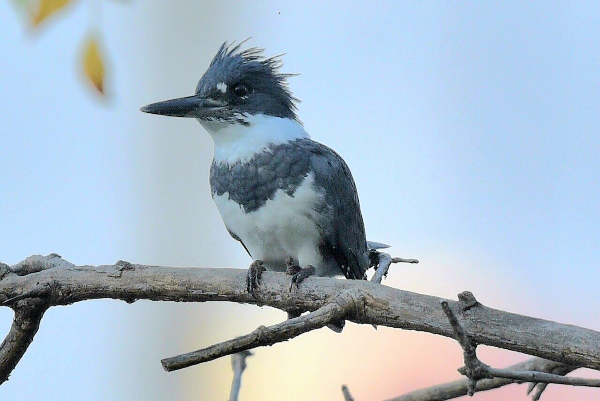 Belted Kingfisher - ML623949829