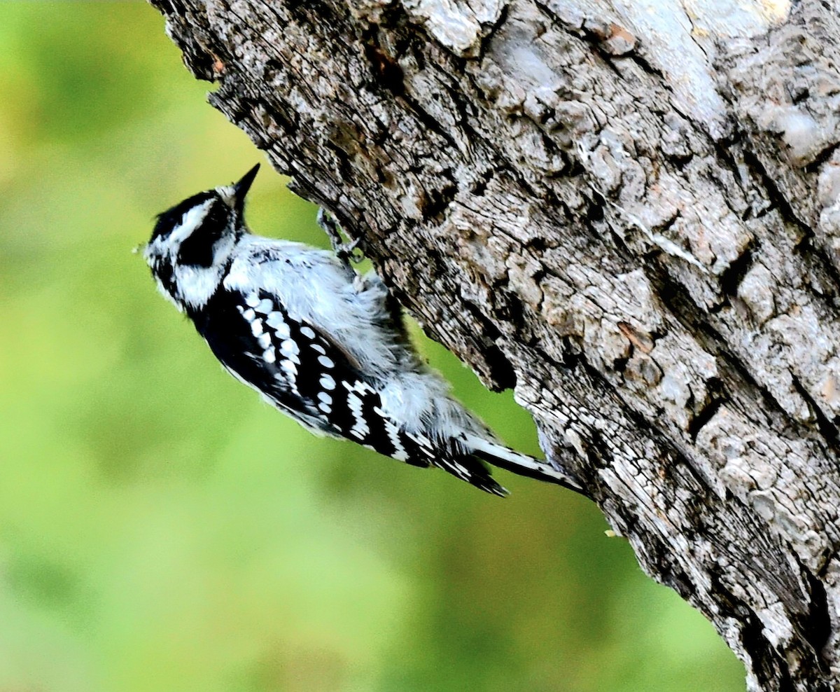 Downy Woodpecker - ML623949842