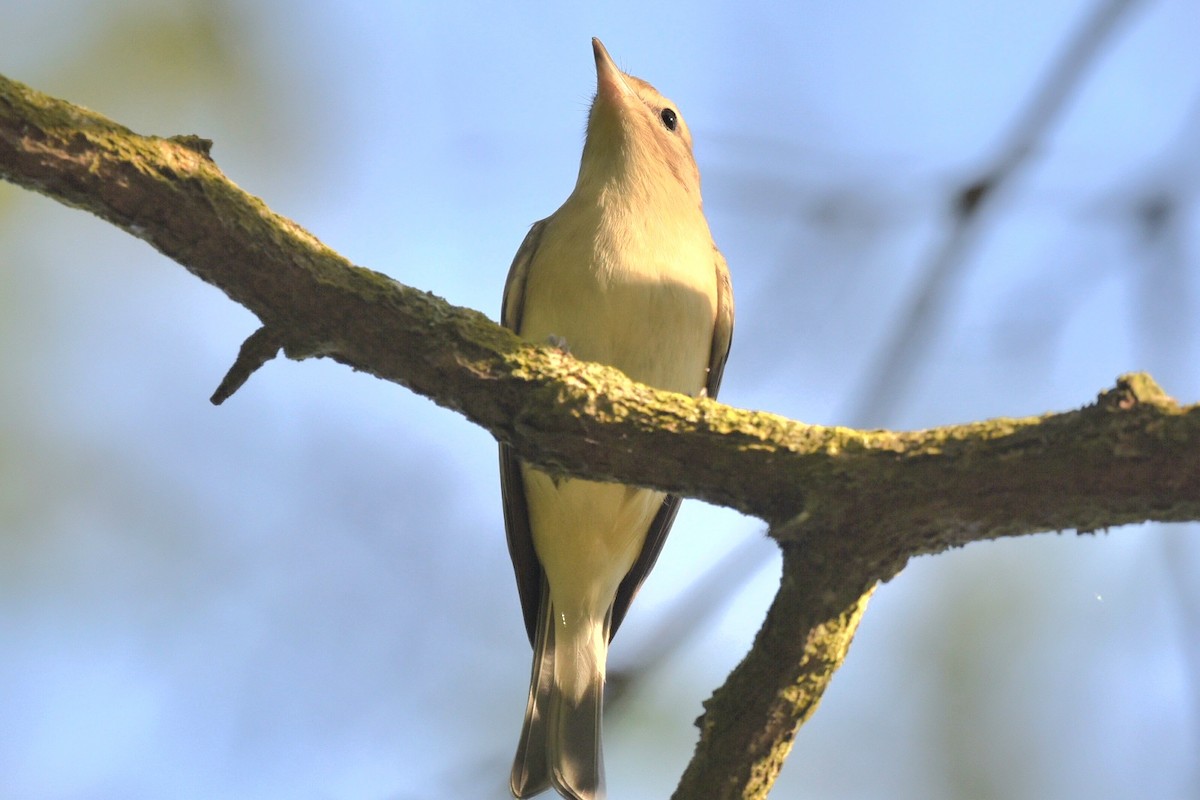 Warbling Vireo - ML623949851