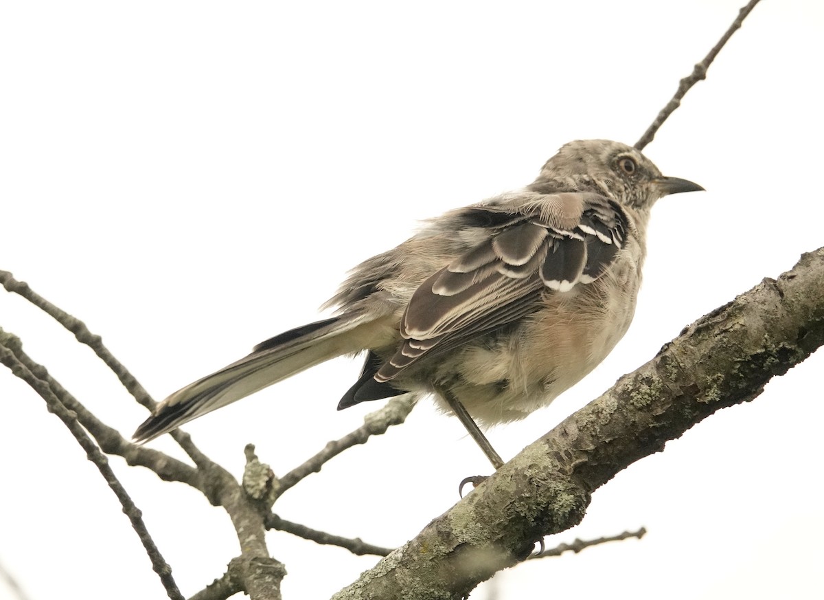 Northern Mockingbird - ML623949852