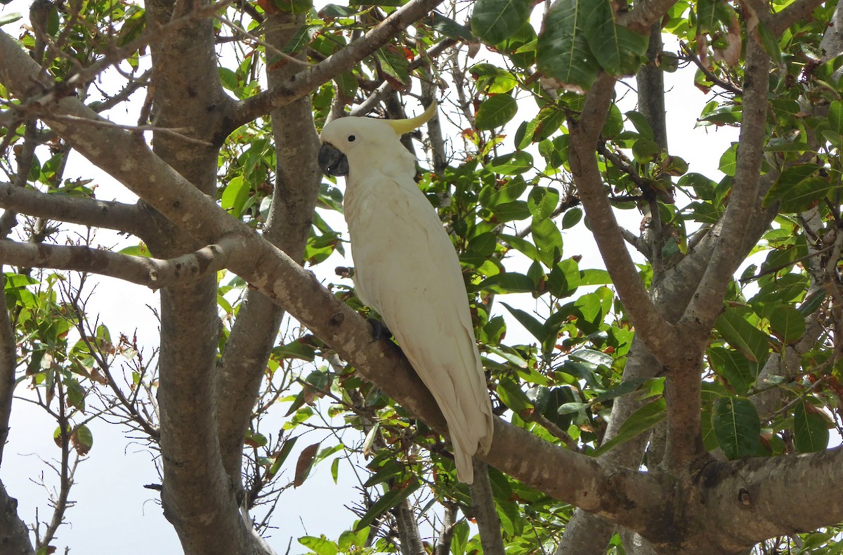 Sulphur-crested Cockatoo - ML623949856