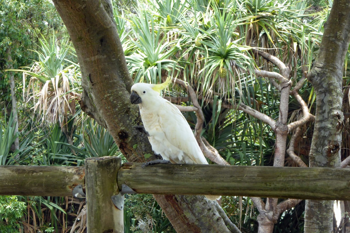 Sulphur-crested Cockatoo - ML623949857